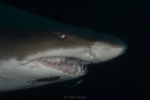Those cleaner fish have a really scary job! by Pepe Suarez 